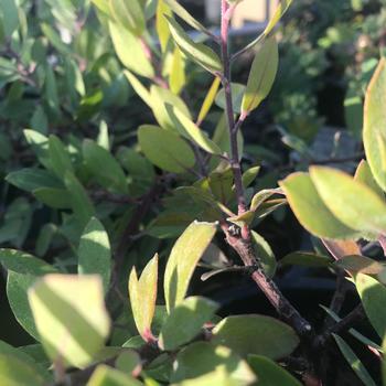 Arctostaphylos 'Pacific Mist' 