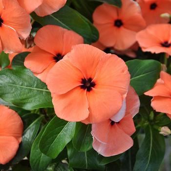 Catharanthus 'Quasar Orange Target'