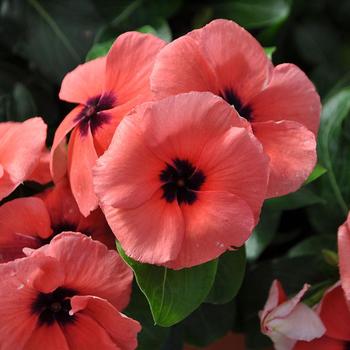 Catharanthus 'Quasar Salmon Target'