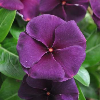 Catharanthus 'Quasar Deep Space Blue'