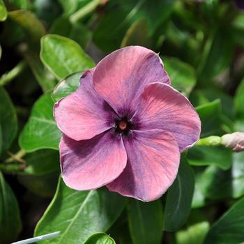 Catharanthus 'Quasar Plum Swirl' 