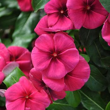 Catharanthus 'Quasar Raspberry Target' 