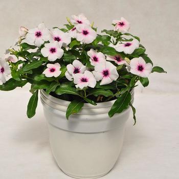 Catharanthus 'Quasar White Target' 