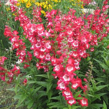 Penstemon hartwegii Arabesque™ Red