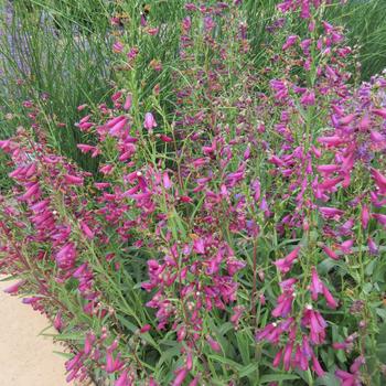 Penstemon barbatus 'Twizzle Purple' 