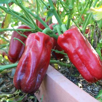 Capsicum annuum 'Red Impact'