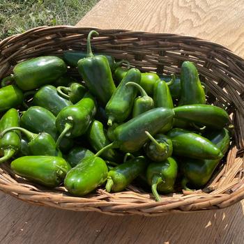 Capsicum annuum 'San Joaquin'