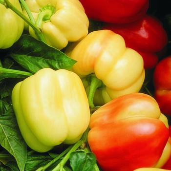 Capsicum annuum 'Blushing Beauty'