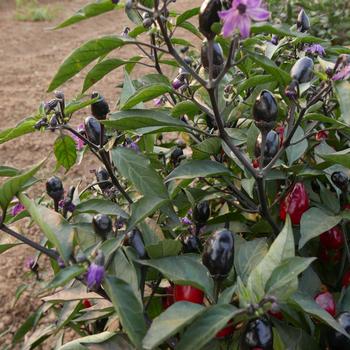 Capsicum annuum 'Black Hawk' 