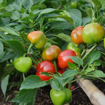 Capsicum annuum 'Chili Pie'