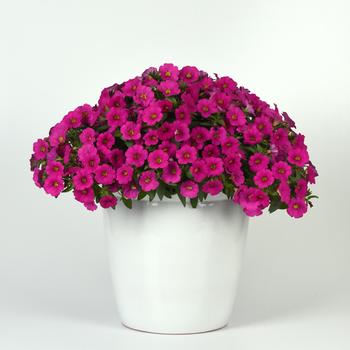 Petchoa EnViva™ '' (248997)