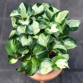 Epipremnum aureum 'HANSOTI14' 