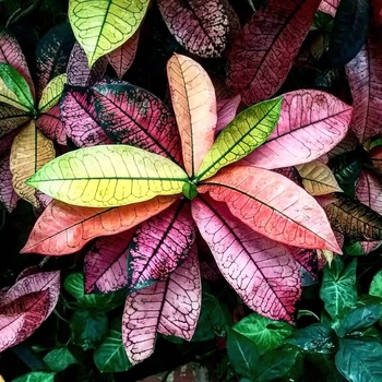 Codiaeum variegatum 'Mrs. Iceton' 