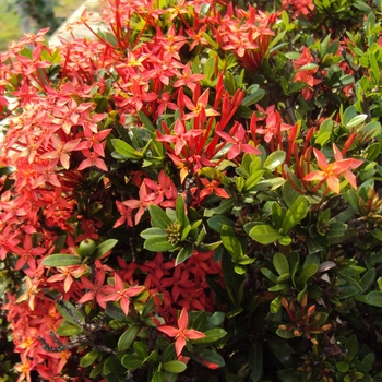 Ixora taiwanensis 'Petite Red' 