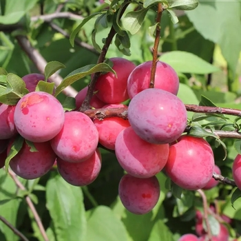 Prunus domestica