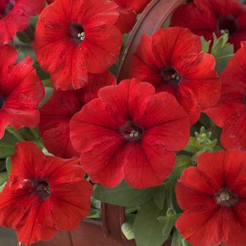 Petunia Trilogy™ Red