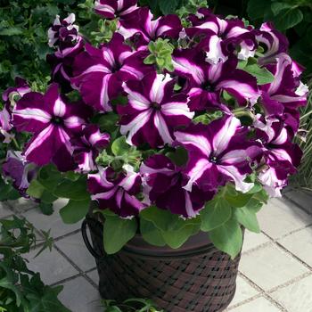 Petunia 'Ultra Crimson Star' 