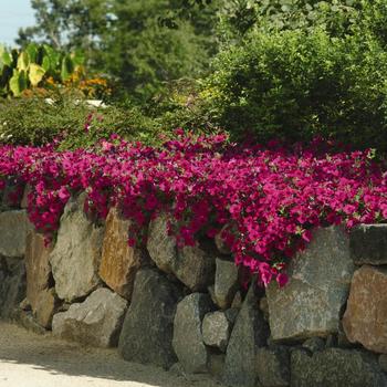 Petunia 'Purple Improved' 