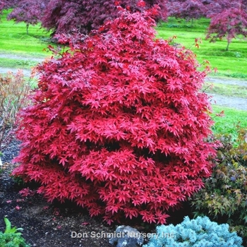 Acer palmatum 'Brandt's Dwarf' 