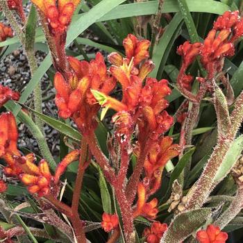 Anigozanthos 'Bush Tango' 