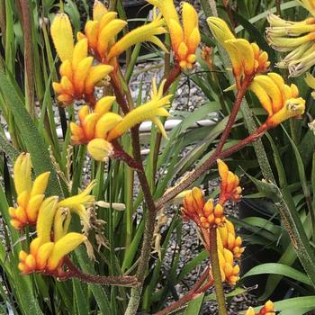 Anigozanthos 'Amber Velvet' 