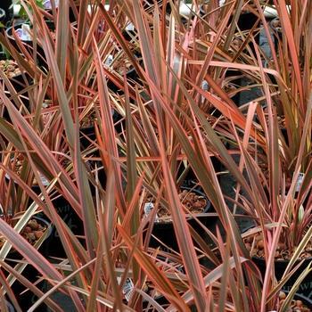 Phormium 'Tigre Red' 