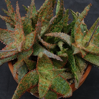 Aloe 'Orange Marmalade' 