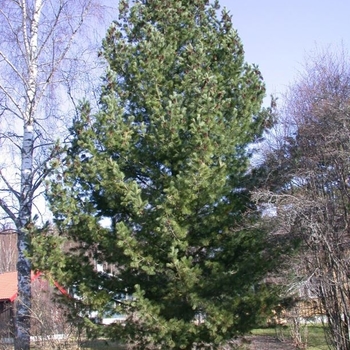 Pinus peuce