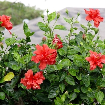 Hibiscus rosa-sinensis 'Double Red' 