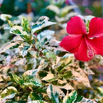 Hibiscus rosa-sinensis 'Snow Queen' 
