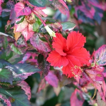 Hibiscus rosa-sinensis 'Red Hot' 