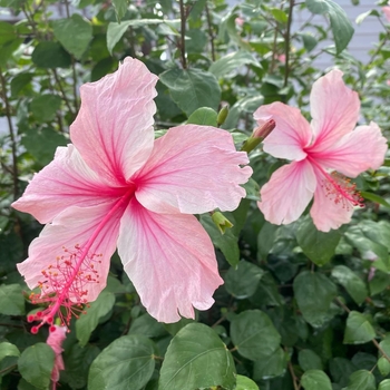 Hibiscus rosa-sinensis 'Anderson Crepe' 