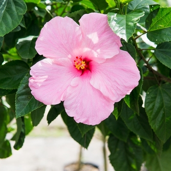 Hibiscus rosa-sinensis 'Seminole Pink' 