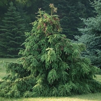 Picea abies 'Acrocona' 