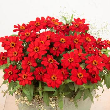 Zinnia Profusion Red