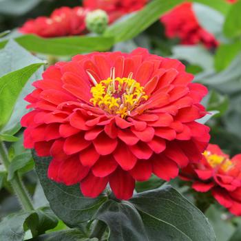 Zinnia elegans 'Holi Scarlet' 