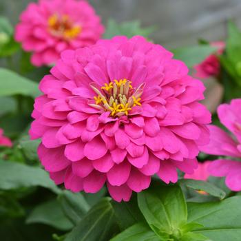 Zinnia elegans 'Holi Pink'