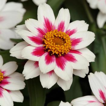 Zinnia marylandica Zahara® 'Starlight Rose'