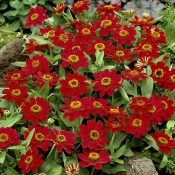 Zinnia Profusion Cherry