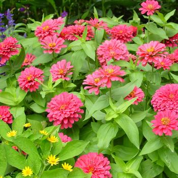 Zinnia elegans Magellan™ Coral