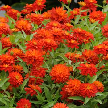 Zinnia marylandica Double Zahara™ 'Fire Improved'