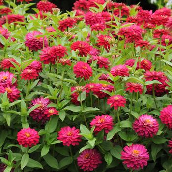 Zinnia marylandica Double Zahara™ Cherry