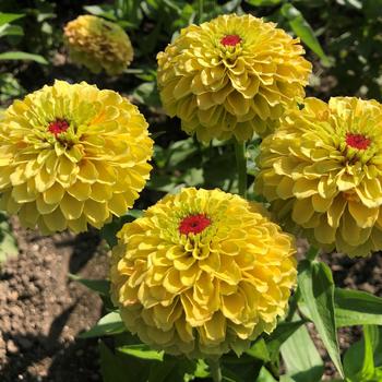 Zinnia elegans 'Queeny Lemon Peach'