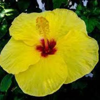 Hibiscus rosa-sinensis 'Hula Girl' 
