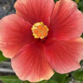 Hibiscus rosa-sinensis 'Santana' 