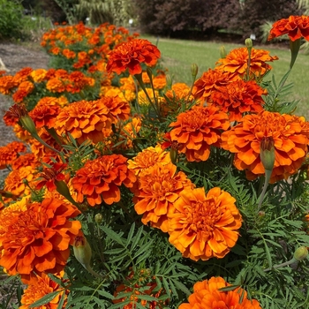 Tagetes patula 'Strawberry Blonde' 