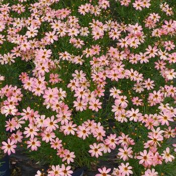 Coreopsis 'Shades of Rose' 