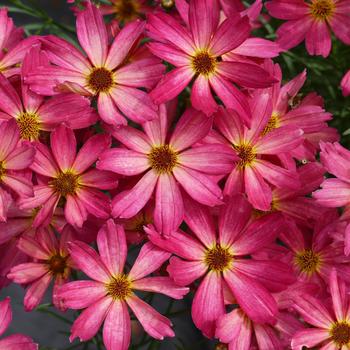 Coreopsis 'Sweet Tart' 