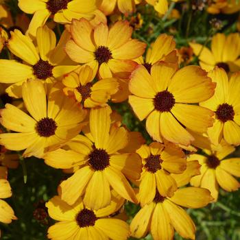 Coreopsis 'Butter Rum' 