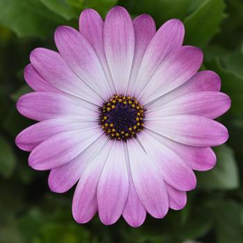 Osteospermum ecklonis FlowerPower™ Compact Pink Eye